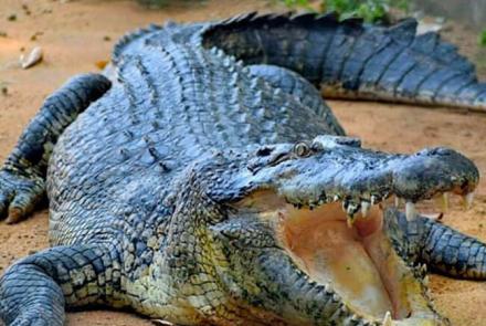 Melaka Crocodile Farm (Taman Buaya Melaka)