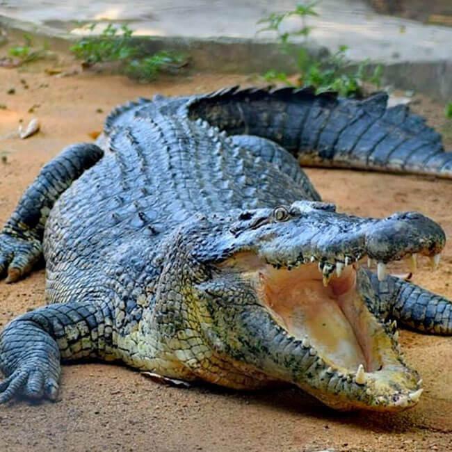 Melaka Crocodile Farm (Taman Buaya Melaka)